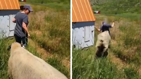 Sheep suddenly got angry and hit its master hard from behind