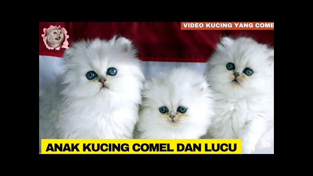 anak kucing meong-meong | anak kucing meow | bunyi anak kucing meow 😻