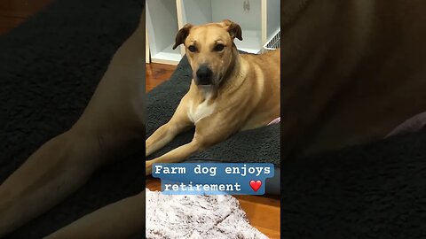 Farm dog enjoys a well earned retirement ❤️