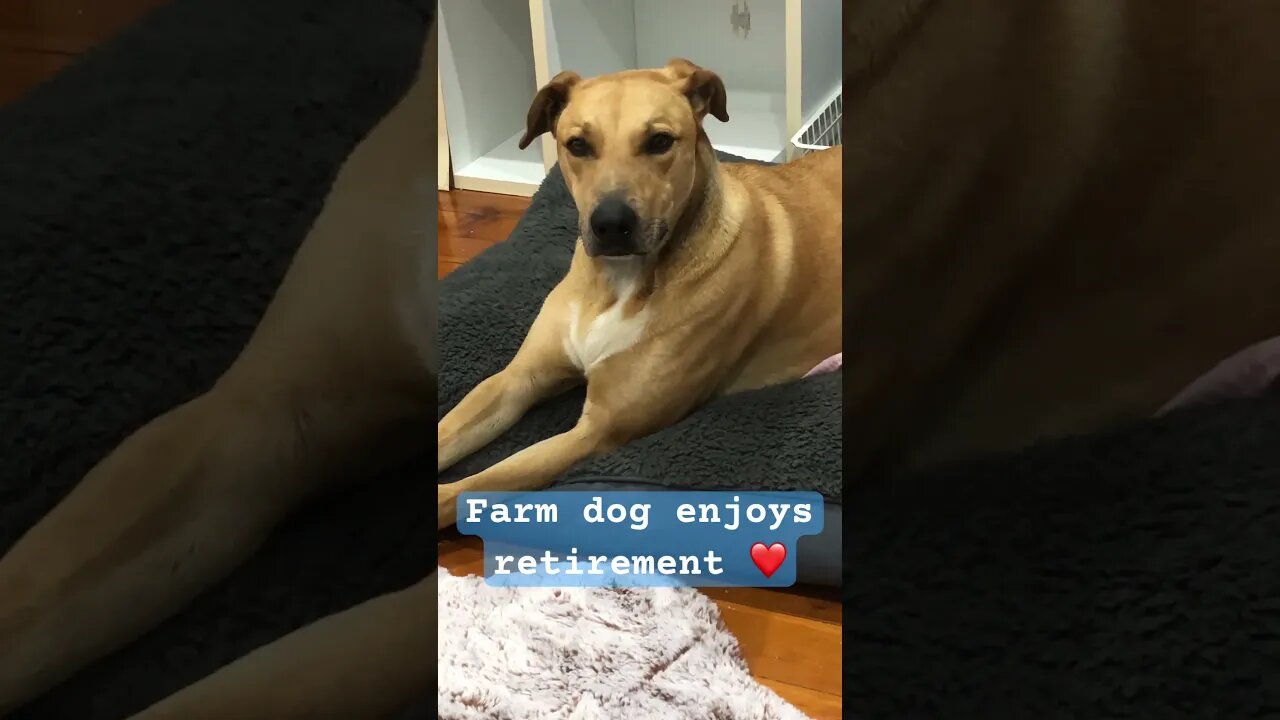 Farm dog enjoys a well earned retirement ❤️