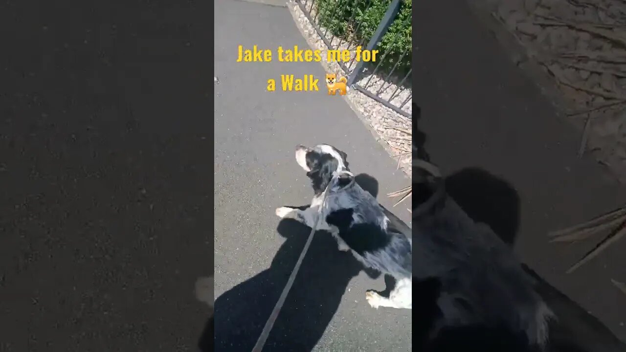 Taking Jake the Sprocker Spaniel for a Walk (Dog Walking) 🐶⛅