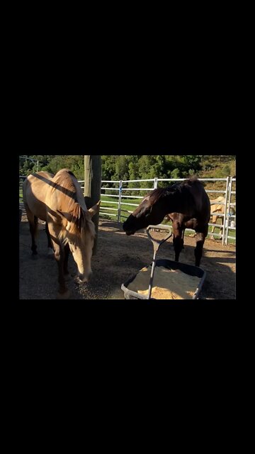 Horse picks on other horse trying to get to his dinner