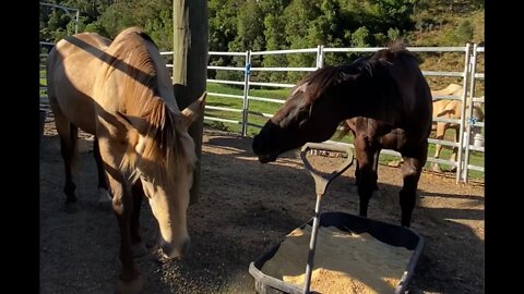 Horse picks on other horse trying to get to his dinner