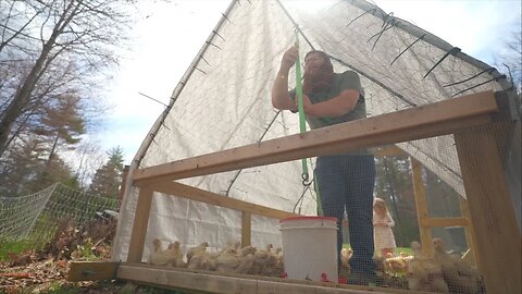 Putting Cornish Cross Chickens Into Our Suscovich Chicken Tractor