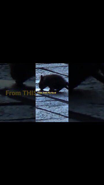 Rats in broad daylight are now a common site in Portland Oregon (Rose Quarter Max Station)