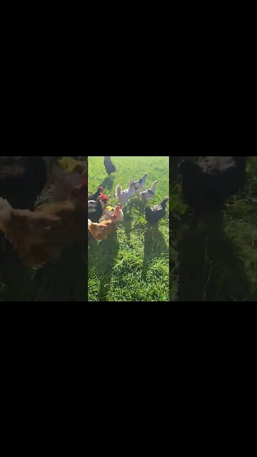 Good Morning #chickens #chickenshorts