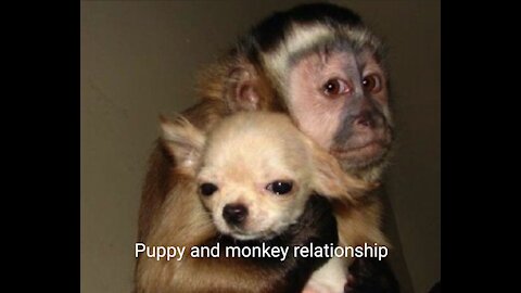 The Secret of an puppy and a monkey