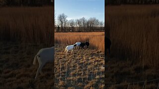 Cute Baby Lamb Meets New Family! #shorts #homesteading #animals