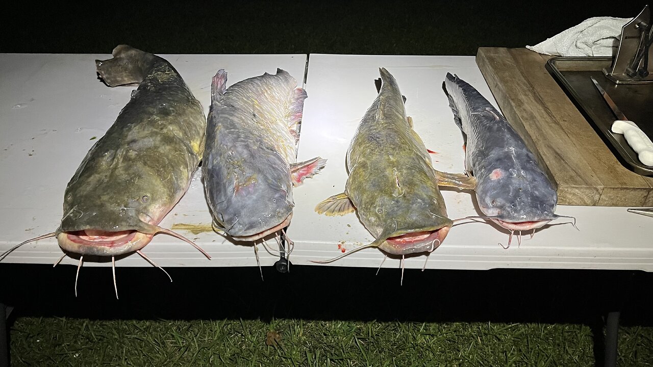 4 Catfish For The Dinner Table