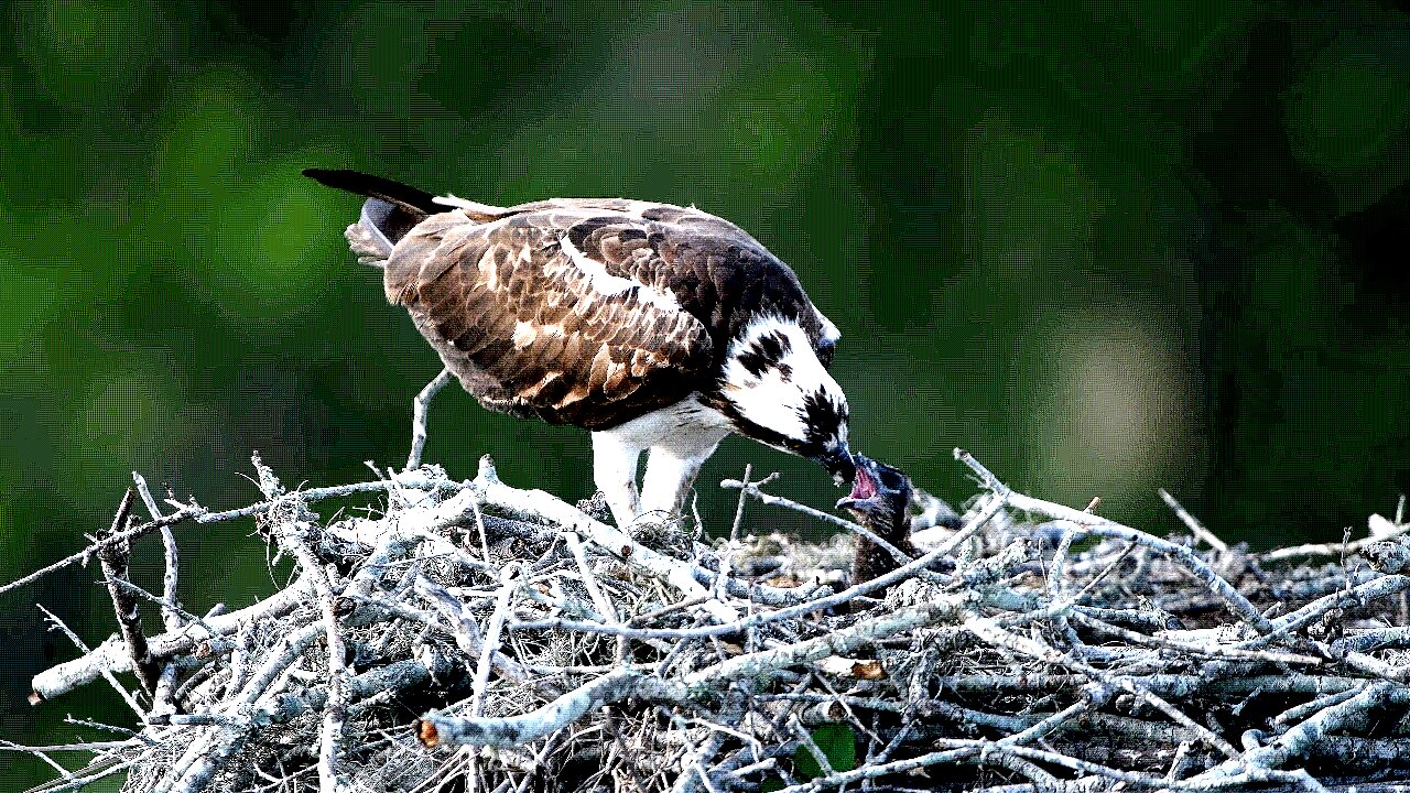 Osprey feeding it's young a special treat