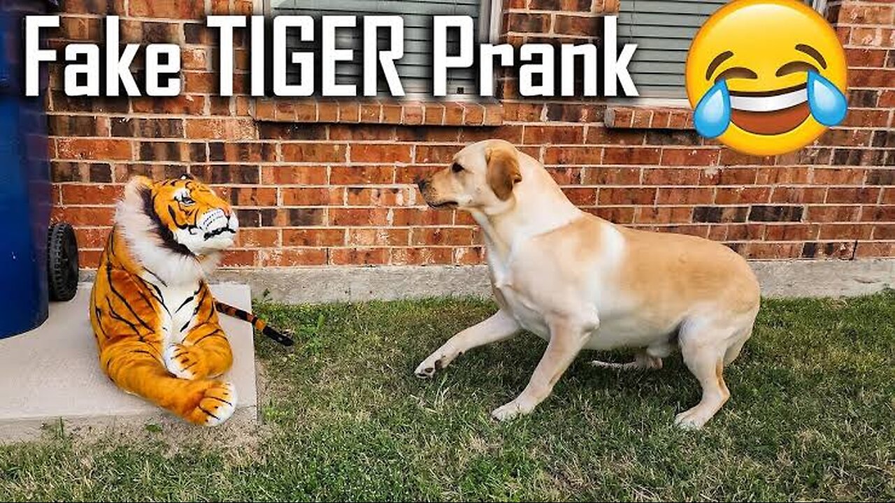 Prank video dog comedy video & fake tiger