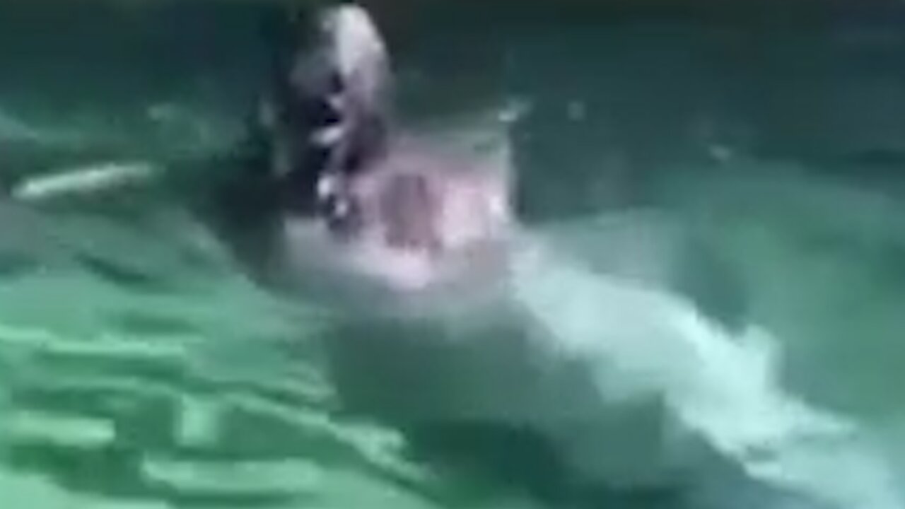 Mermaids swimming in what looks like a pool [Conspiracy]