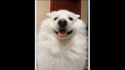 Most watch funny pet compilation 😂😂 2024