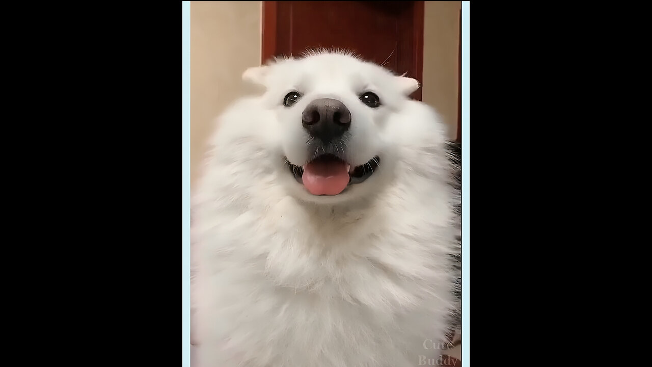 Most watch funny pet compilation 😂😂 2024