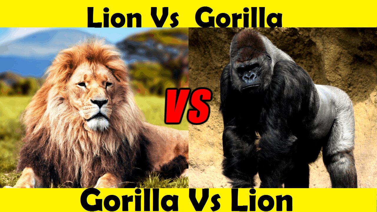 Gorilla vs Lion Fight. Lion Attacked by Gorilla. (Tutorial Video )