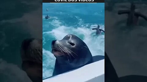 A FOCA MAIS EXPERTA DE TODAS