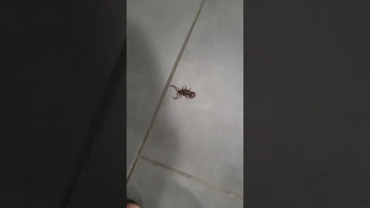 Angry home intruder nearly got man man toe.