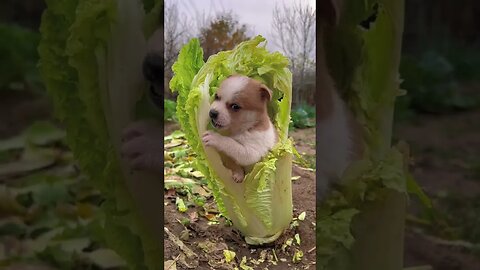 Awww🤤🐶