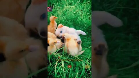 Duck And Puppis Friendship Animals Compilation Videos 2023 Animals Funny Videos #shorts #puppies