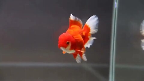 5The most beautiful fish on earth | Best beautiful quality goldfish5 4