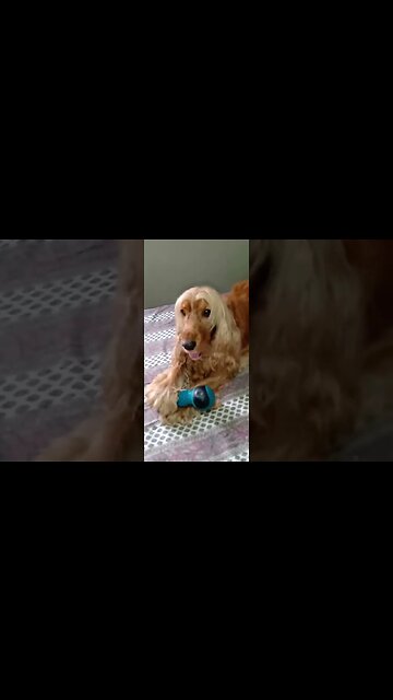 #dogshow , #animals , #dogs , #shorts