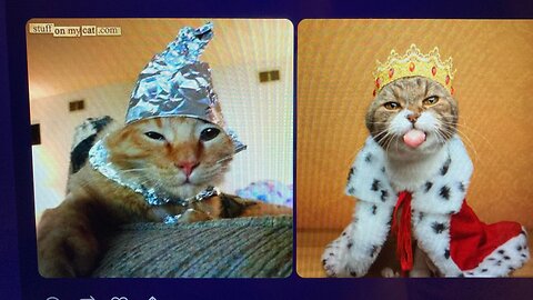Sunday Cats
