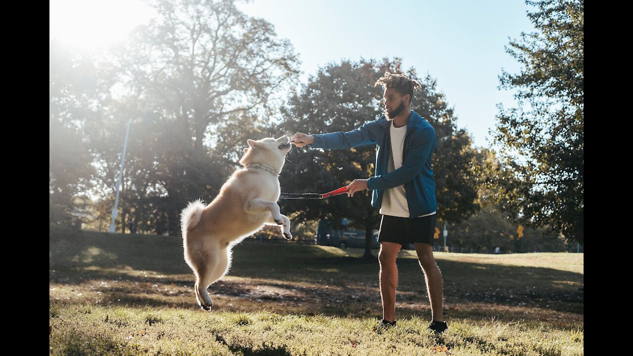 How To Train An Excited Dog To SIT