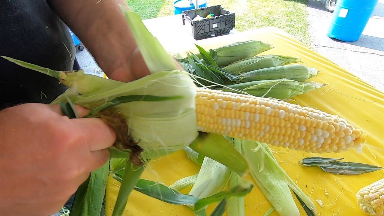 The 59th Annual Eden Corn Festival is ready to open Thursday and run thru Sunday