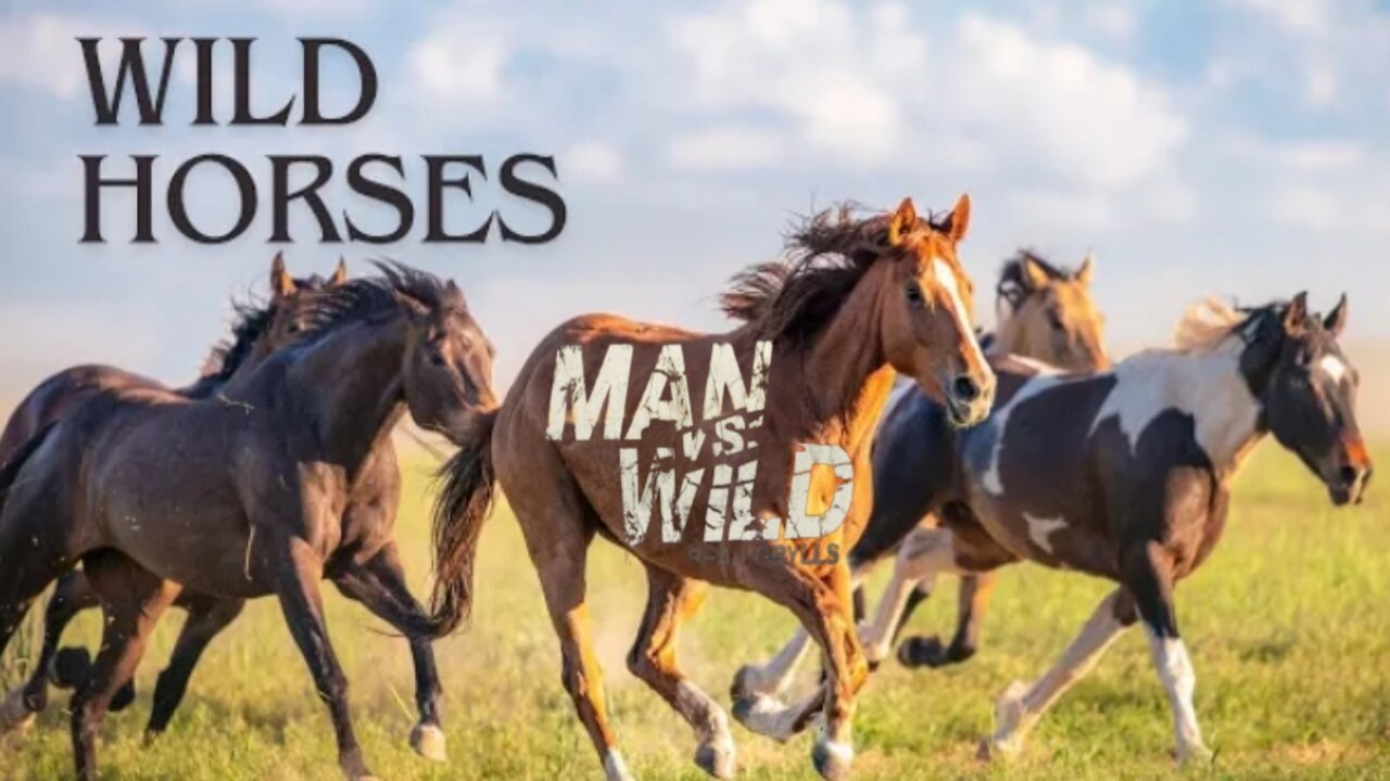 wild horse racing 2024