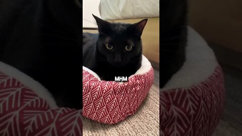 Send to someone that’s got ✨Drip✨ #cat #kitten #blackcat #relationship #leonthecatdad #viral