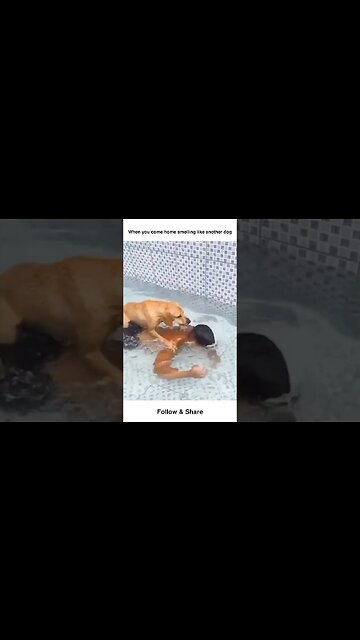 When you come home smelling like another dog #shorts #funny #dog