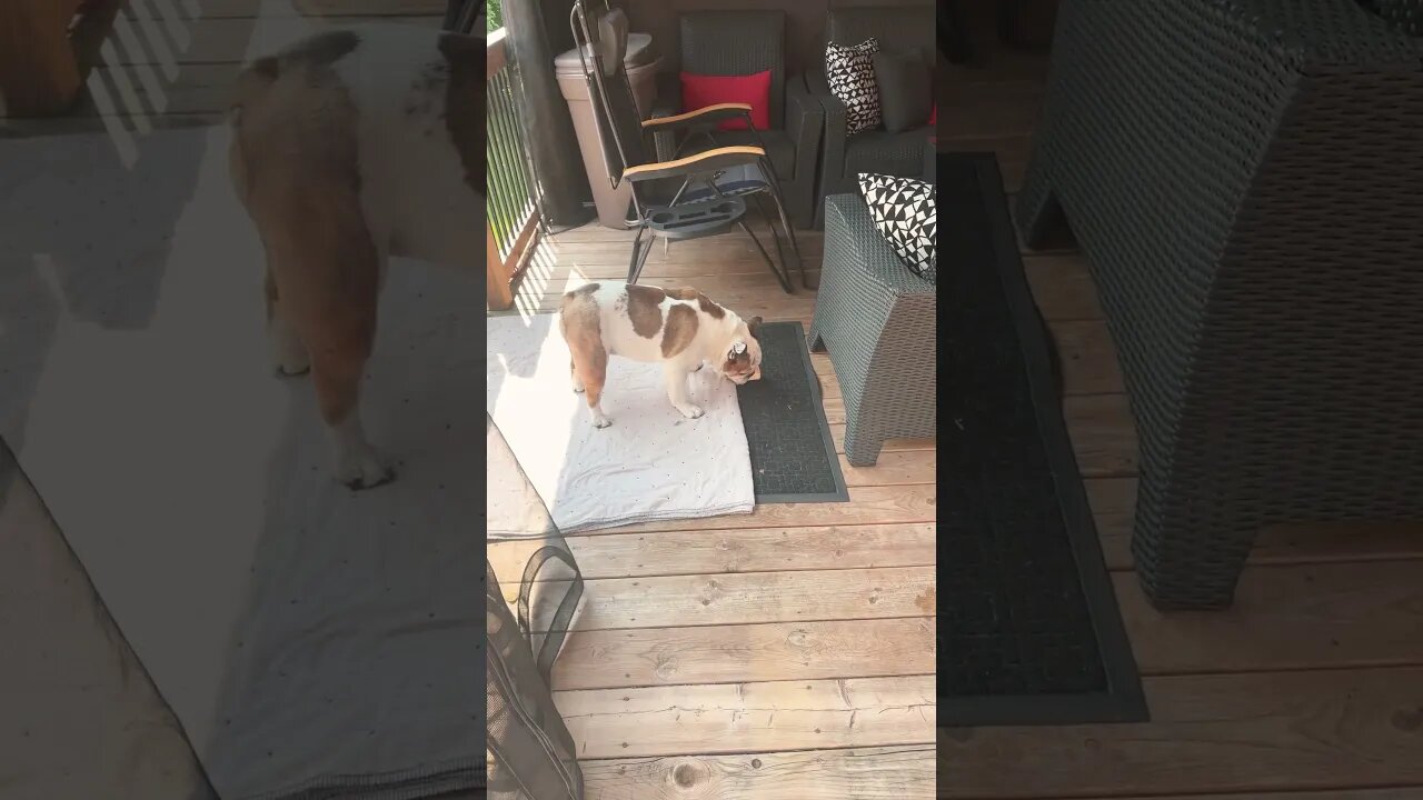 June 25, 2023 #bulldog #summer