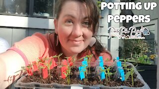 POTTING UP PEPPERS | ZONE 9B CONTAINER GARDEN