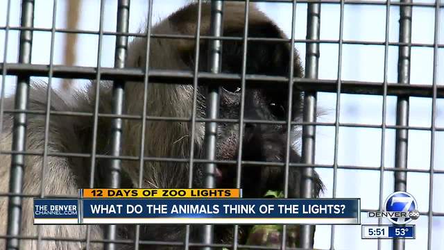 What do the animals think of Zoo Lights?