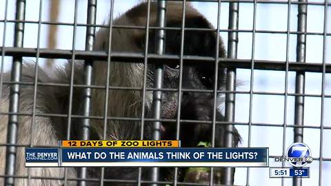 What do the animals think of Zoo Lights?