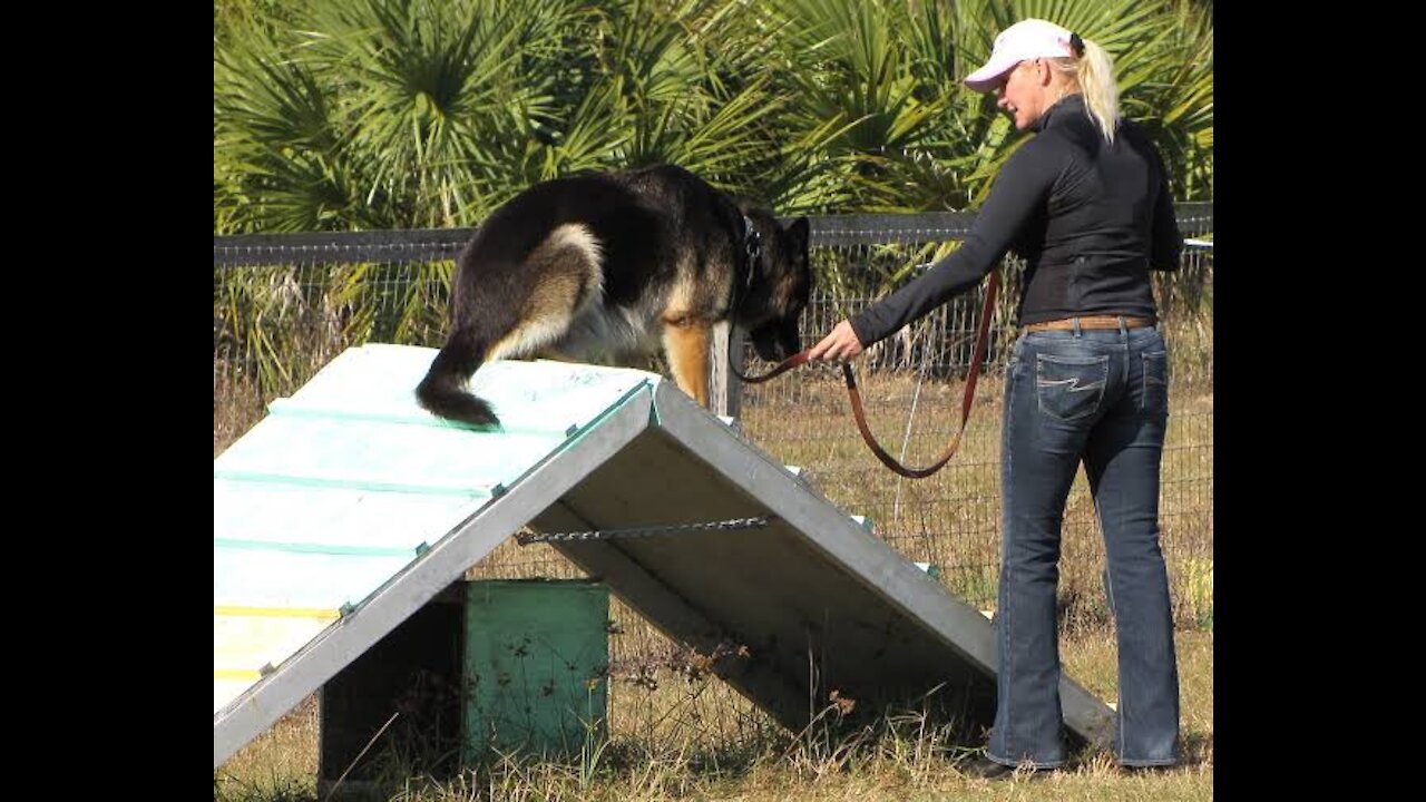 TRAINING OF SPEAK COMMAND | HOW TO TRAIN YOUR DOG TO SPEAK COMMAND|ROTTWEILER DOG TRAINING