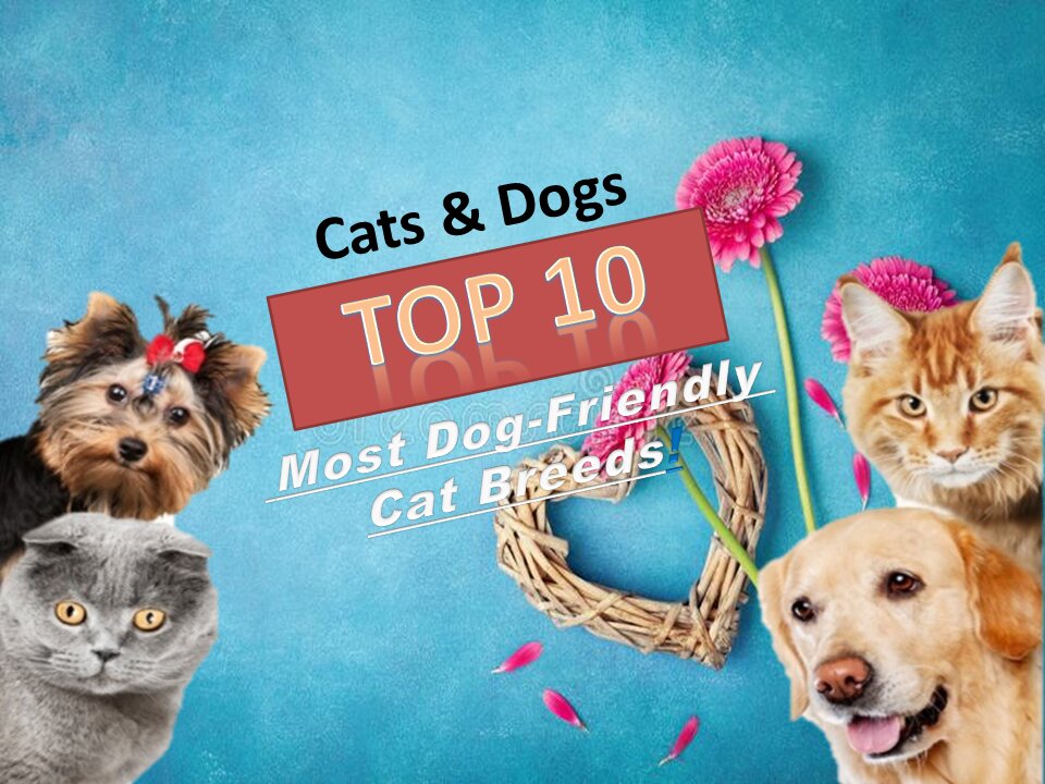 🐈 Cats & Dogs – TOP 10 Most Dog-Friendly Cat Breeds!