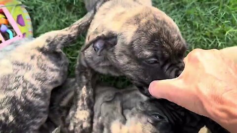 Evening with ch Goody puppies. 8-26-23 lonelyCreek Bullmastiffs ￼