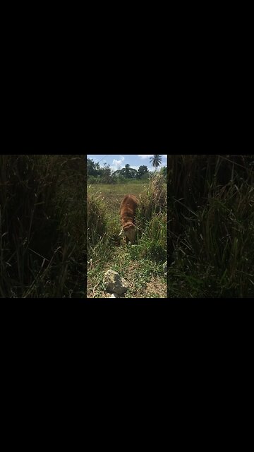 The slaughter will soon comence