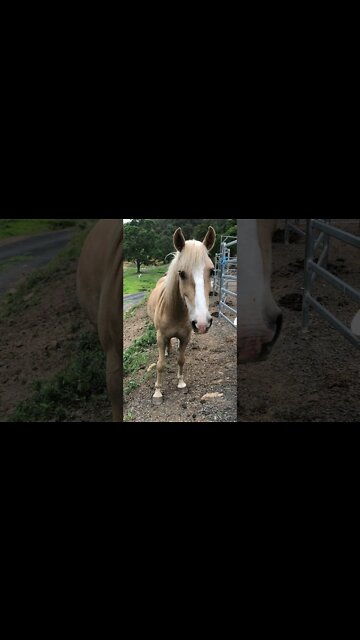 A chat with a stunning Palomino