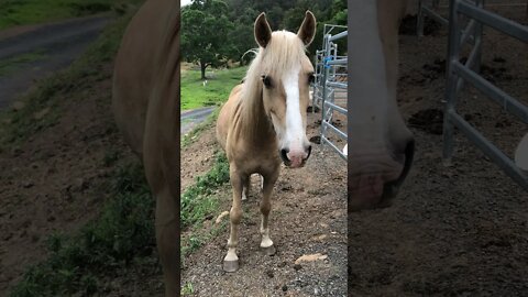 A chat with a stunning Palomino