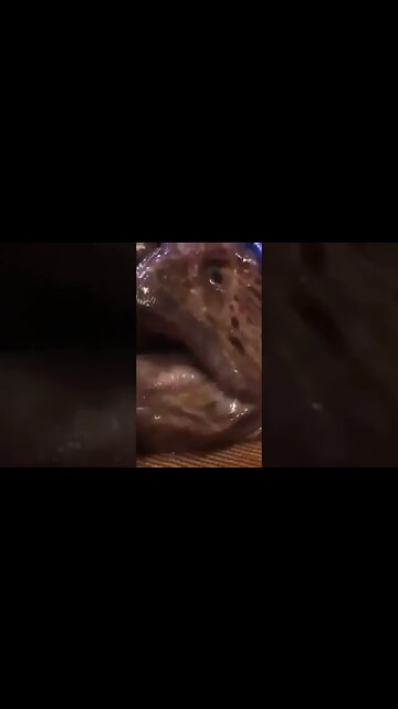 Dangerous fish 😱 #shorts