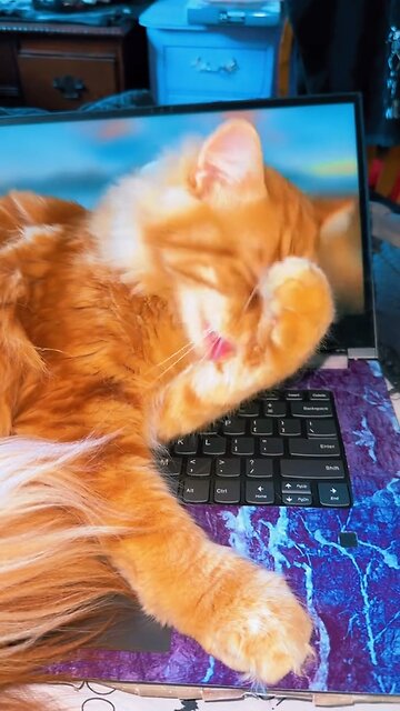 #mainecoon #gingercat #kot #neko #orangecat