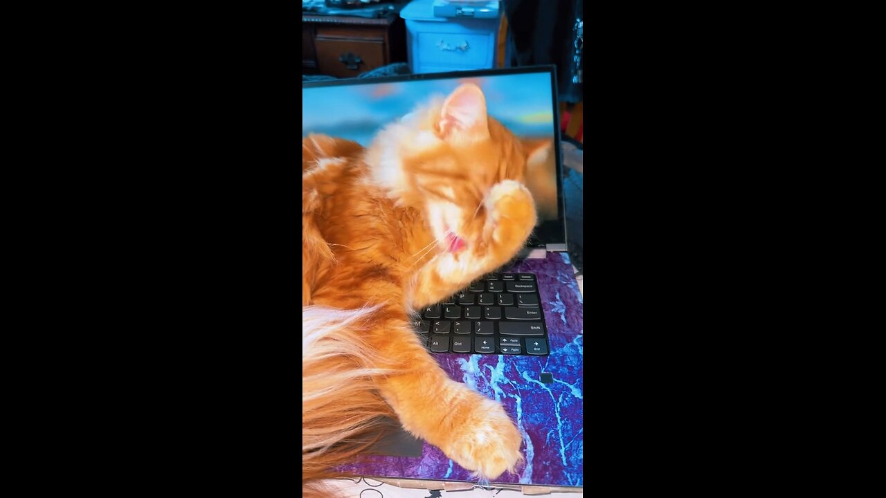 #mainecoon #gingercat #kot #neko #orangecat