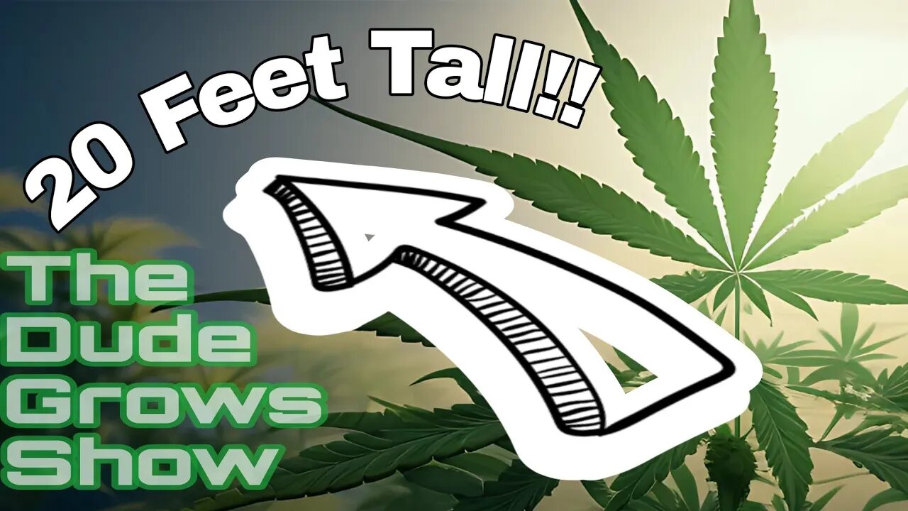20 Foot Tall Cannabis Plants!! - The Dude Grows Show 1,426