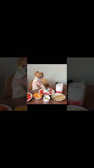 Have You Seen This Hilarious Chihuahua? You Won't Believe What Happens Next!