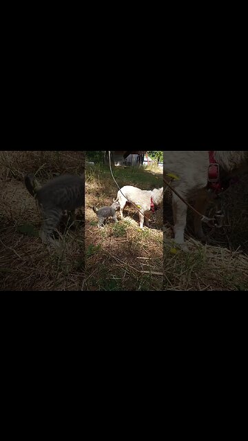 Hippyity Hoppity Gonna Nibble the Doggity