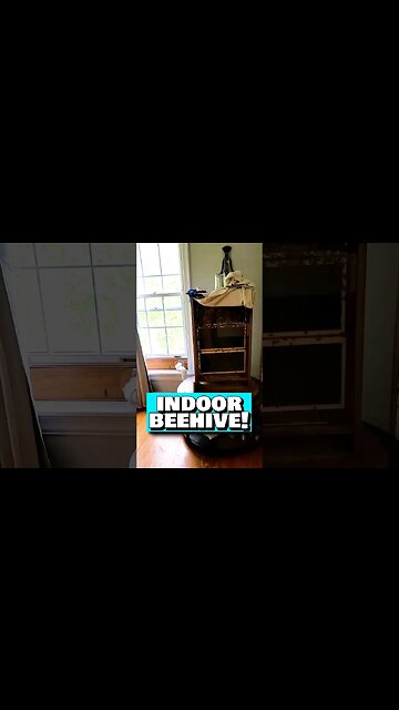 My Indoor Beehive - Baby Bees Are Hatching!