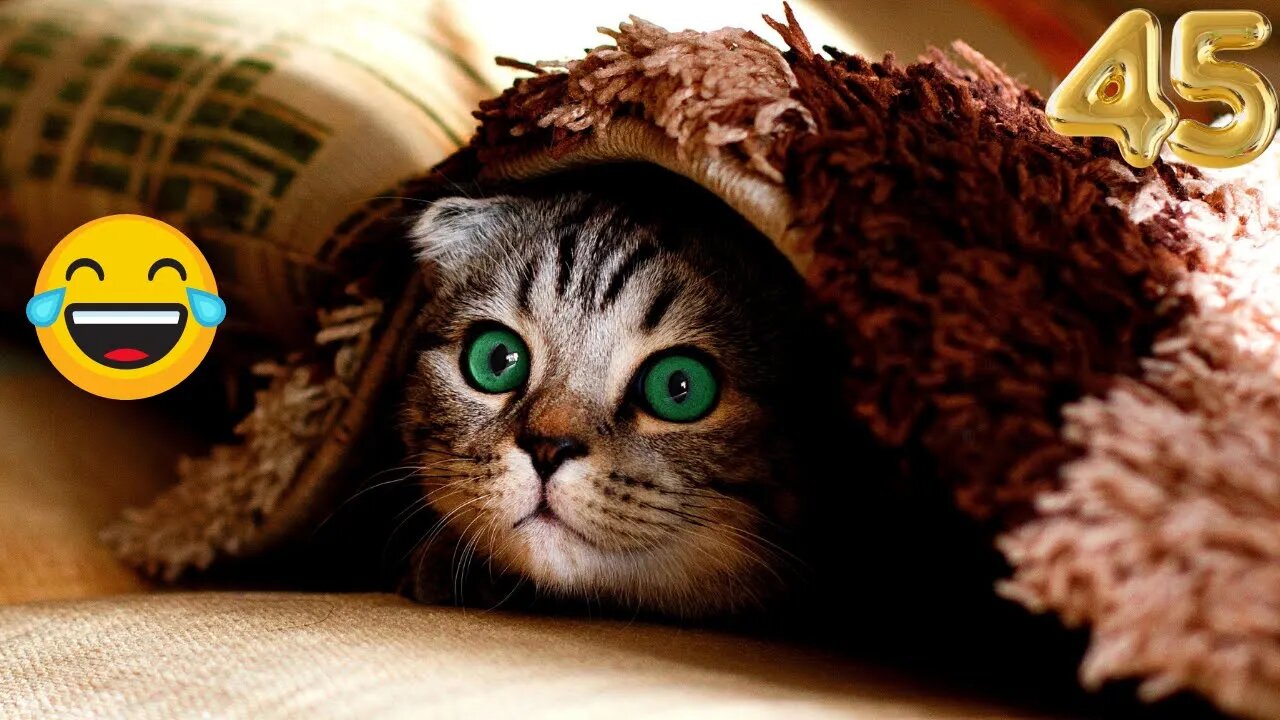 Funniest animals 2023 π Funniest cats and dogs πΊπΆ #45