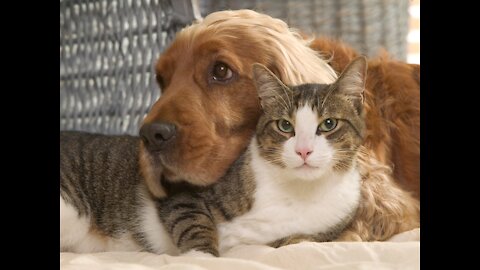 6 Tips to help canines and felines get along